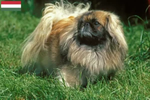 Read more about the article Pekingese breeders and puppies in Hungary