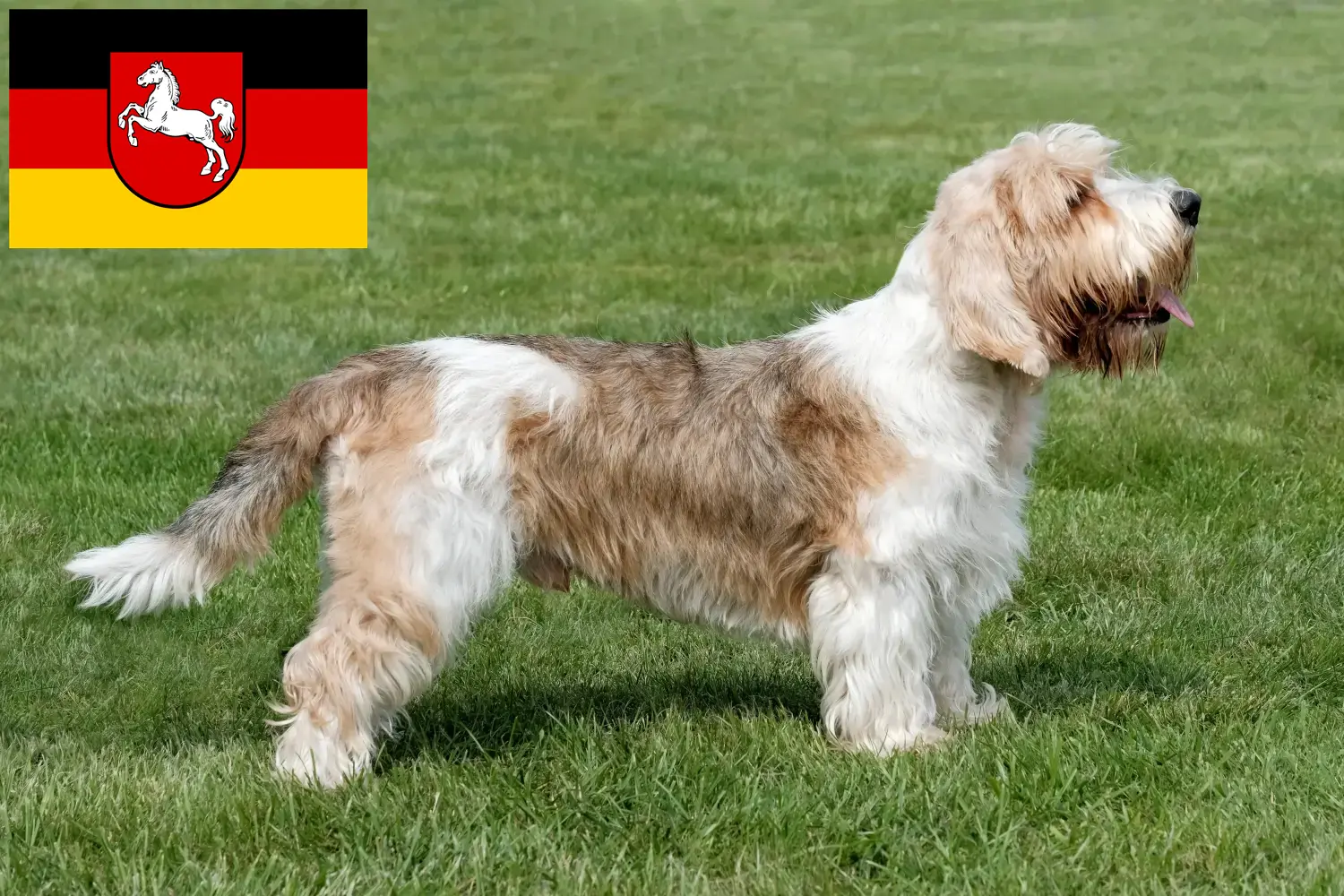 Read more about the article Petit Basset Griffon Vendéen breeders and puppies in Lower Saxony
