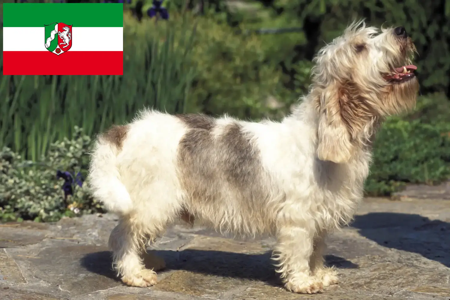 Read more about the article Petit Basset Griffon Vendéen breeders and puppies in North Rhine-Westphalia