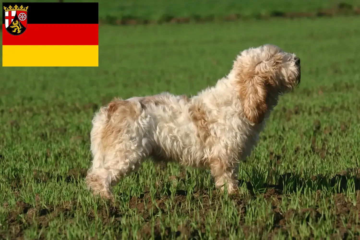 Read more about the article Petit Basset Griffon Vendéen breeders and puppies in Rhineland-Palatinate