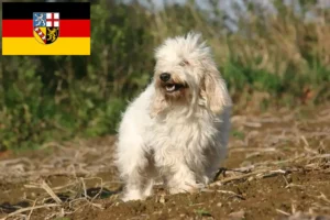 Read more about the article Petit Basset Griffon Vendéen breeders and puppies in Saarland
