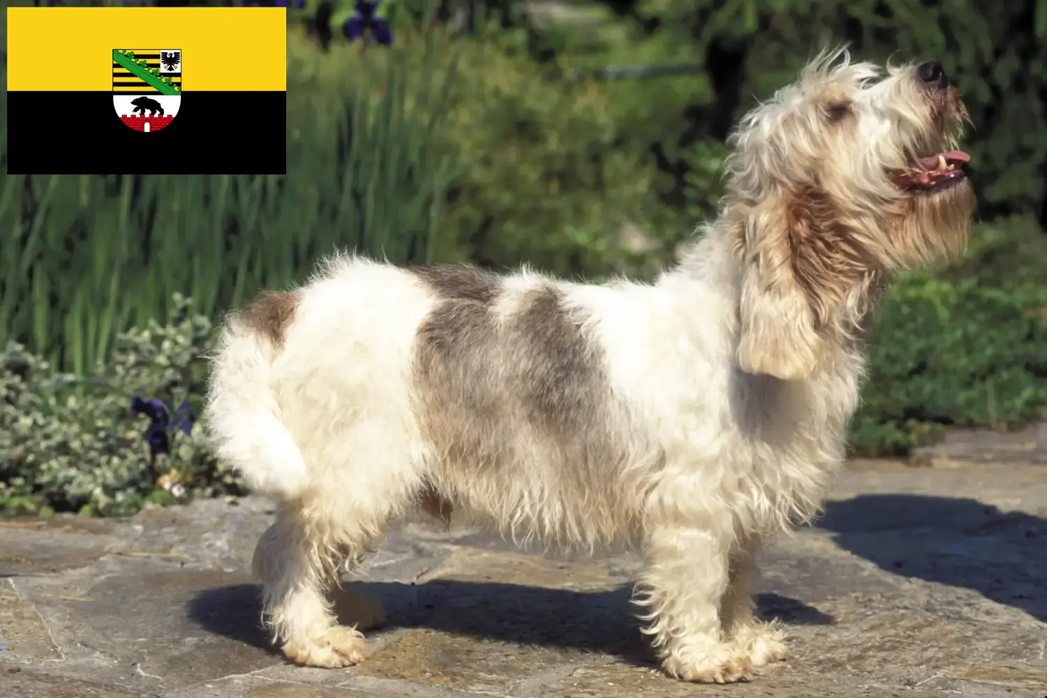 Read more about the article Petit Basset Griffon Vendéen breeders and puppies in Saxony-Anhalt