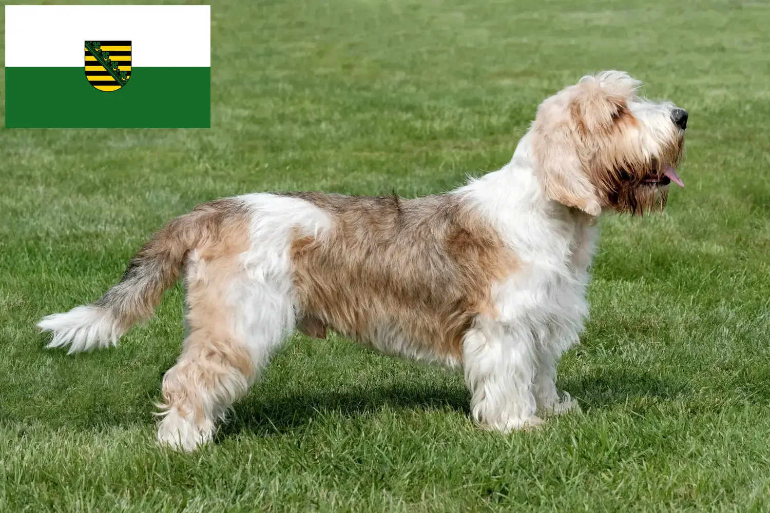 Read more about the article Petit Basset Griffon Vendéen breeders and puppies in Saxony