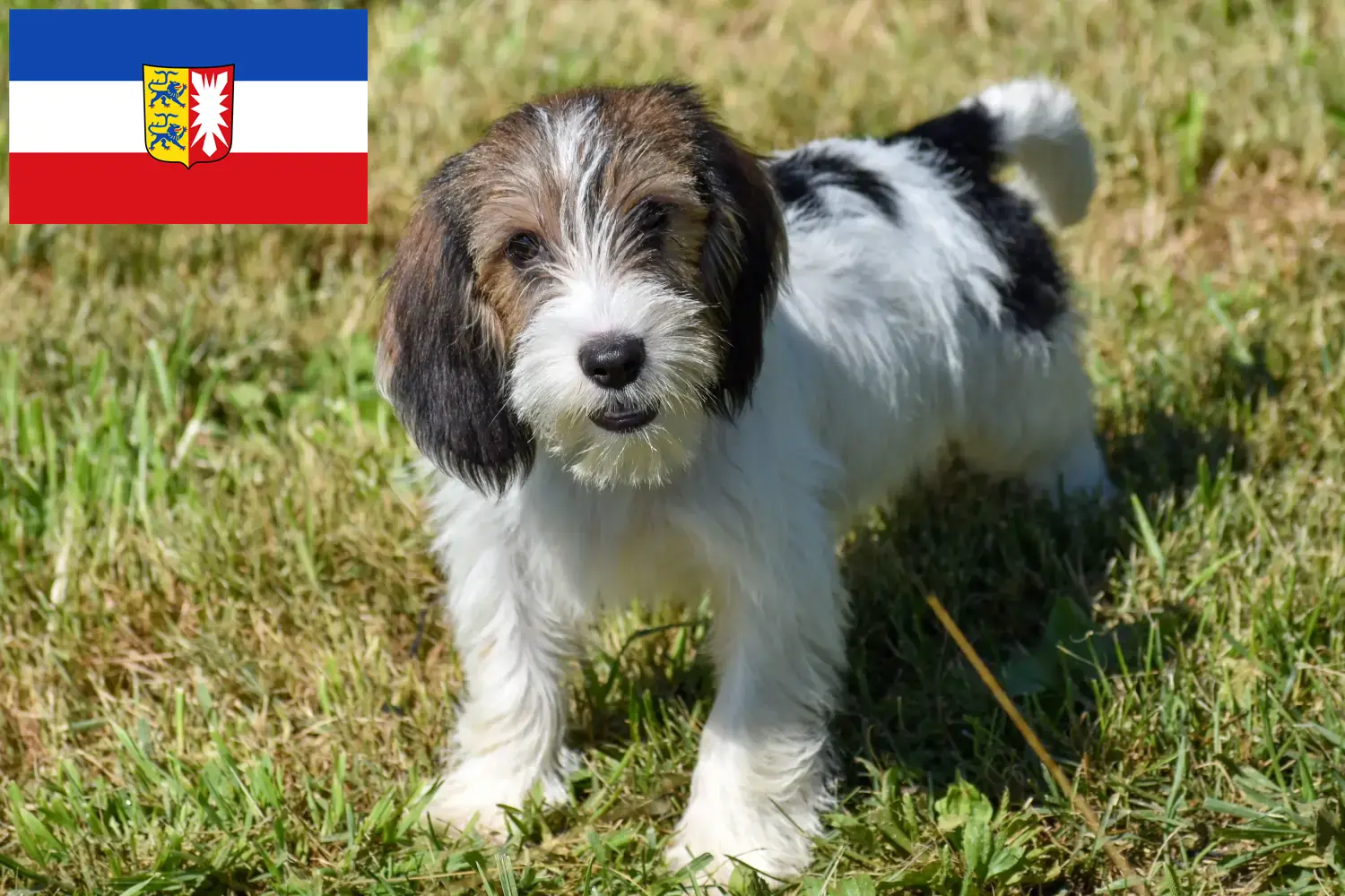 Read more about the article Petit Basset Griffon Vendéen breeders and puppies in Schleswig-Holstein