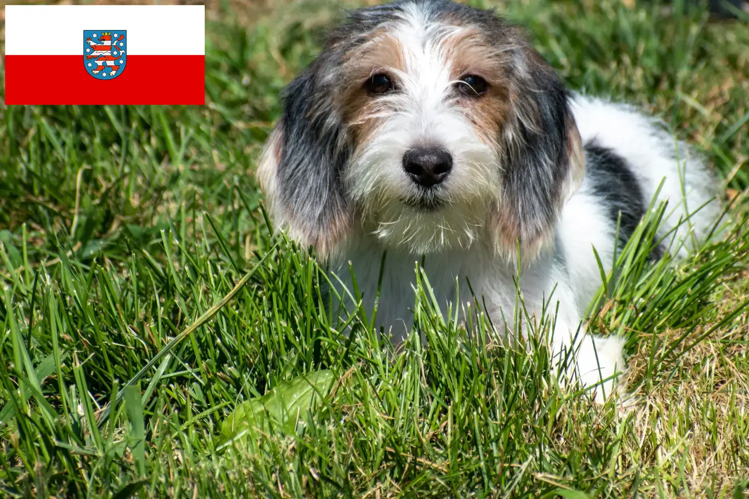 Read more about the article Petit Basset Griffon Vendéen breeders and puppies in Thuringia