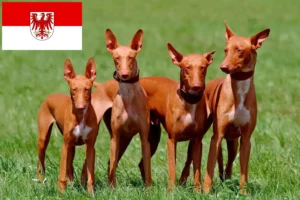 Read more about the article Pharaoh dog breeders and puppies in Brandenburg