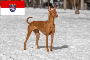 Read more about the article Pharaoh dog breeders and puppies in Hessen