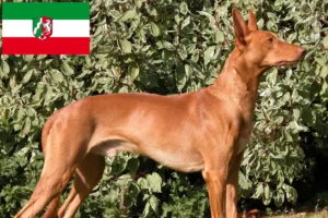 Read more about the article Pharaoh dog breeders and puppies in North Rhine-Westphalia