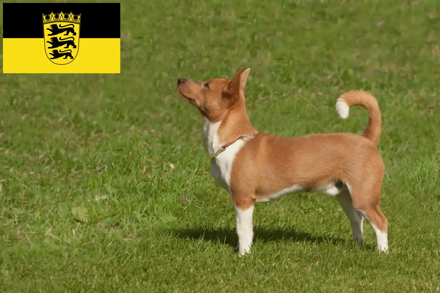 Read more about the article Podenco breeders and puppies in Baden-Württemberg