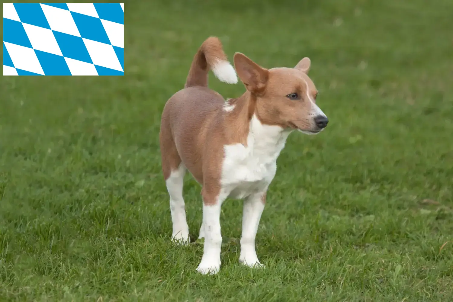 Read more about the article Podenco breeders and puppies in Bavaria