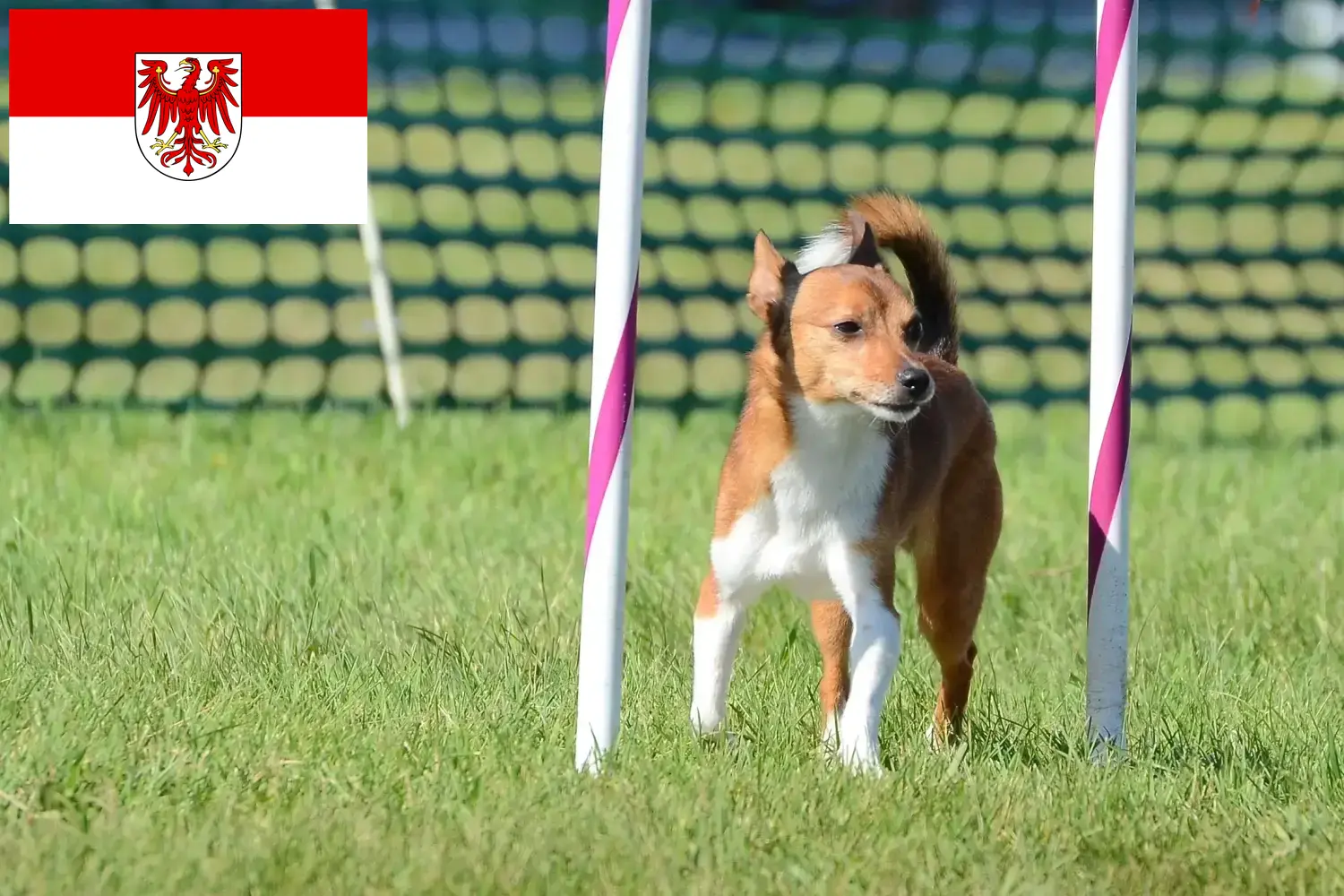 Read more about the article Podenco breeders and puppies in Brandenburg