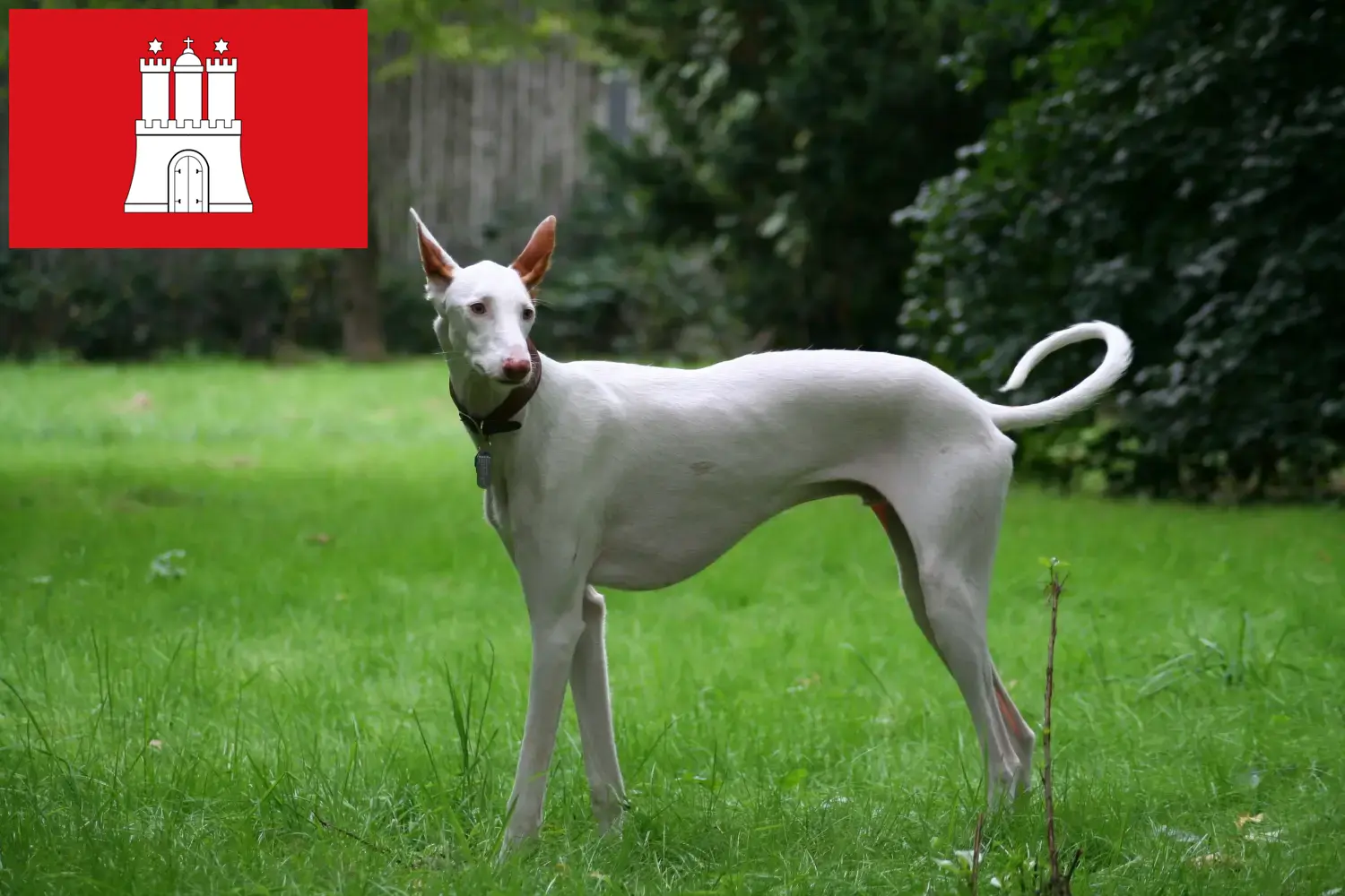 Read more about the article Podenco breeders and puppies in Hamburg