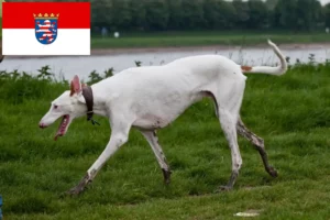 Read more about the article Podenco breeders and puppies in Hessen