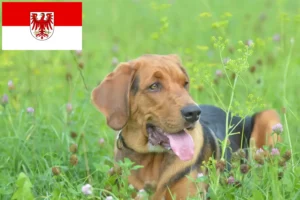 Read more about the article Polish Bracke breeders and puppies in Brandenburg