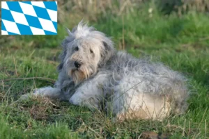 Read more about the article PON breeders and puppies in Bavaria