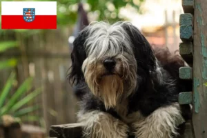 Read more about the article PON breeders and puppies in Thuringia