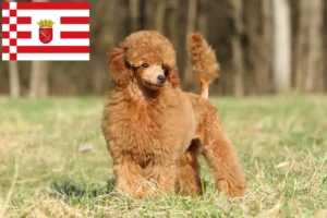 Read more about the article Poodle breeders and puppies in Bremen