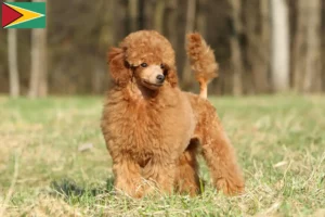 Read more about the article Poodle breeders and puppies in Guyana