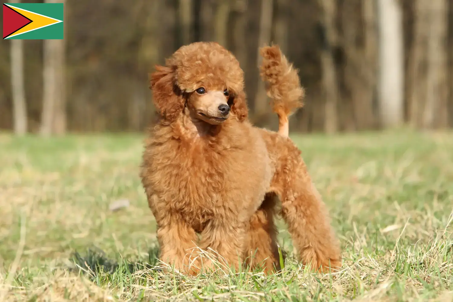 Read more about the article Poodle breeders and puppies in Guyana