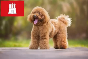 Read more about the article Poodle breeders and puppies in Hamburg