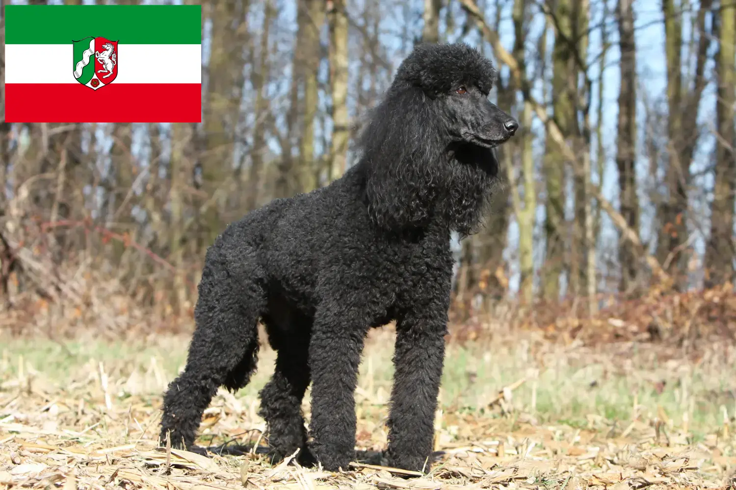 Read more about the article Poodle breeders and puppies in North Rhine-Westphalia