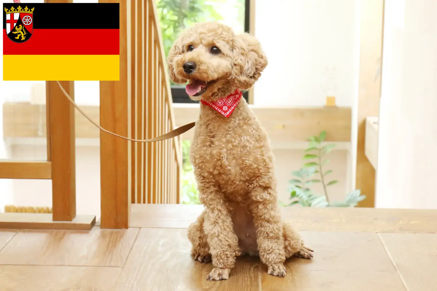 Read more about the article Poodle breeders and puppies in Rhineland-Palatinate