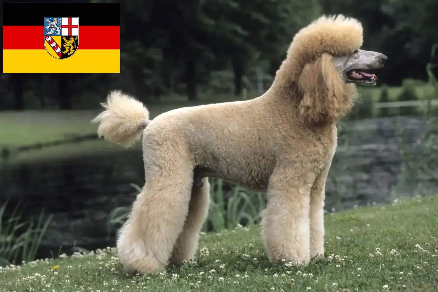 Read more about the article Poodle breeders and puppies in Saarland