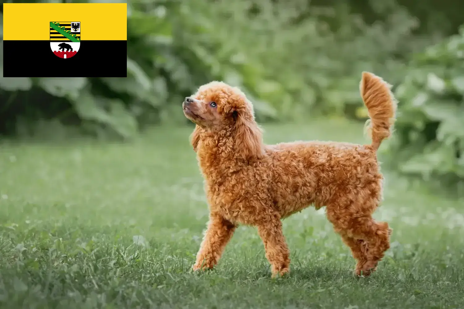 Read more about the article Poodle breeders and puppies in Saxony-Anhalt