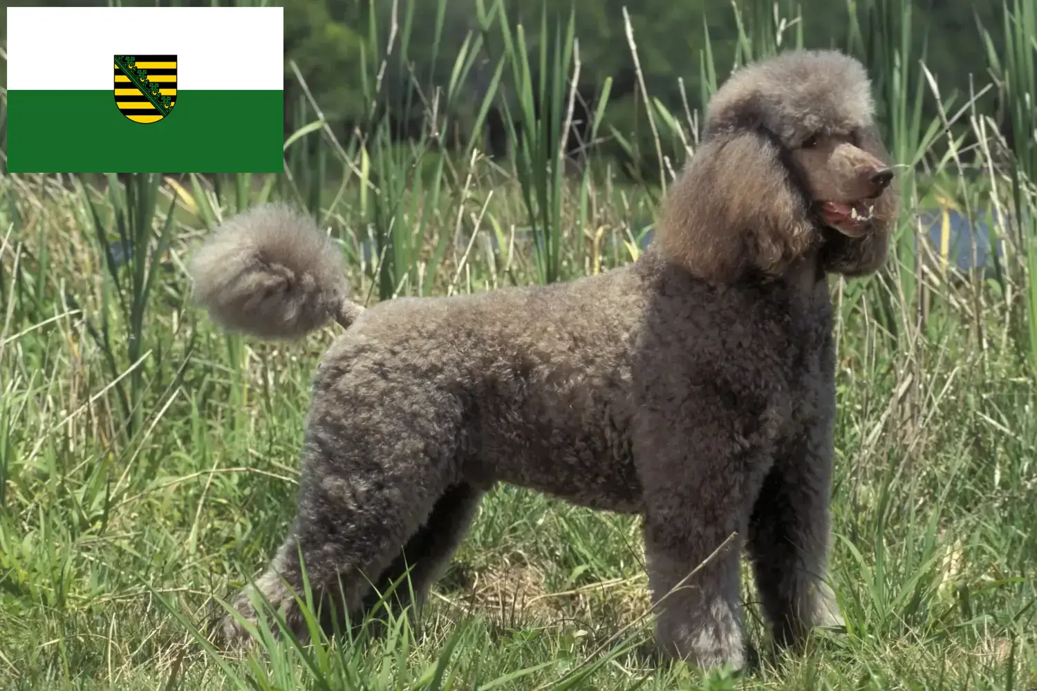 Read more about the article Poodle breeders and puppies in Saxony