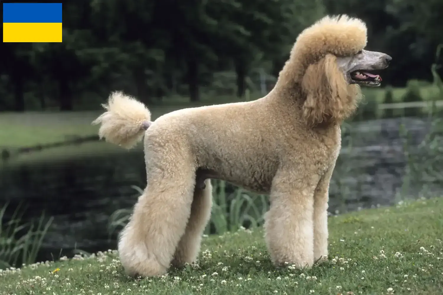 Read more about the article Poodle breeders and puppies in Ukraine