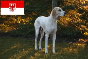 Read more about the article Porcelaine breeders and puppies in Brandenburg