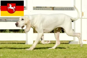 Read more about the article Porcelaine breeders and puppies in Lower Saxony