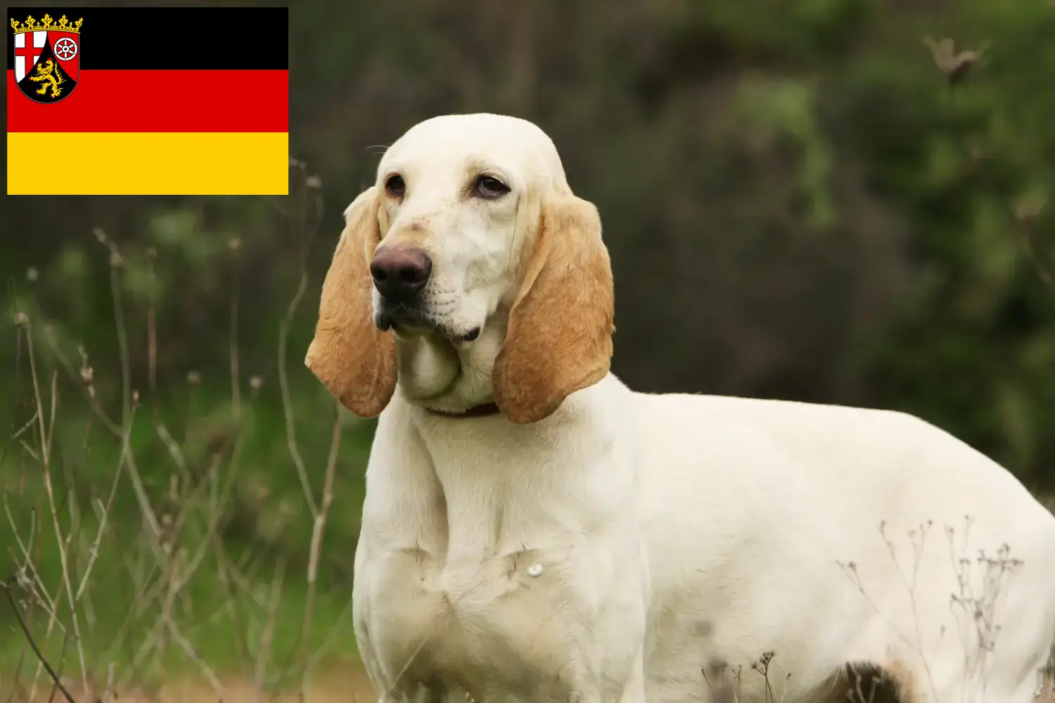 Read more about the article Porcelaine breeders and puppies in Rhineland-Palatinate