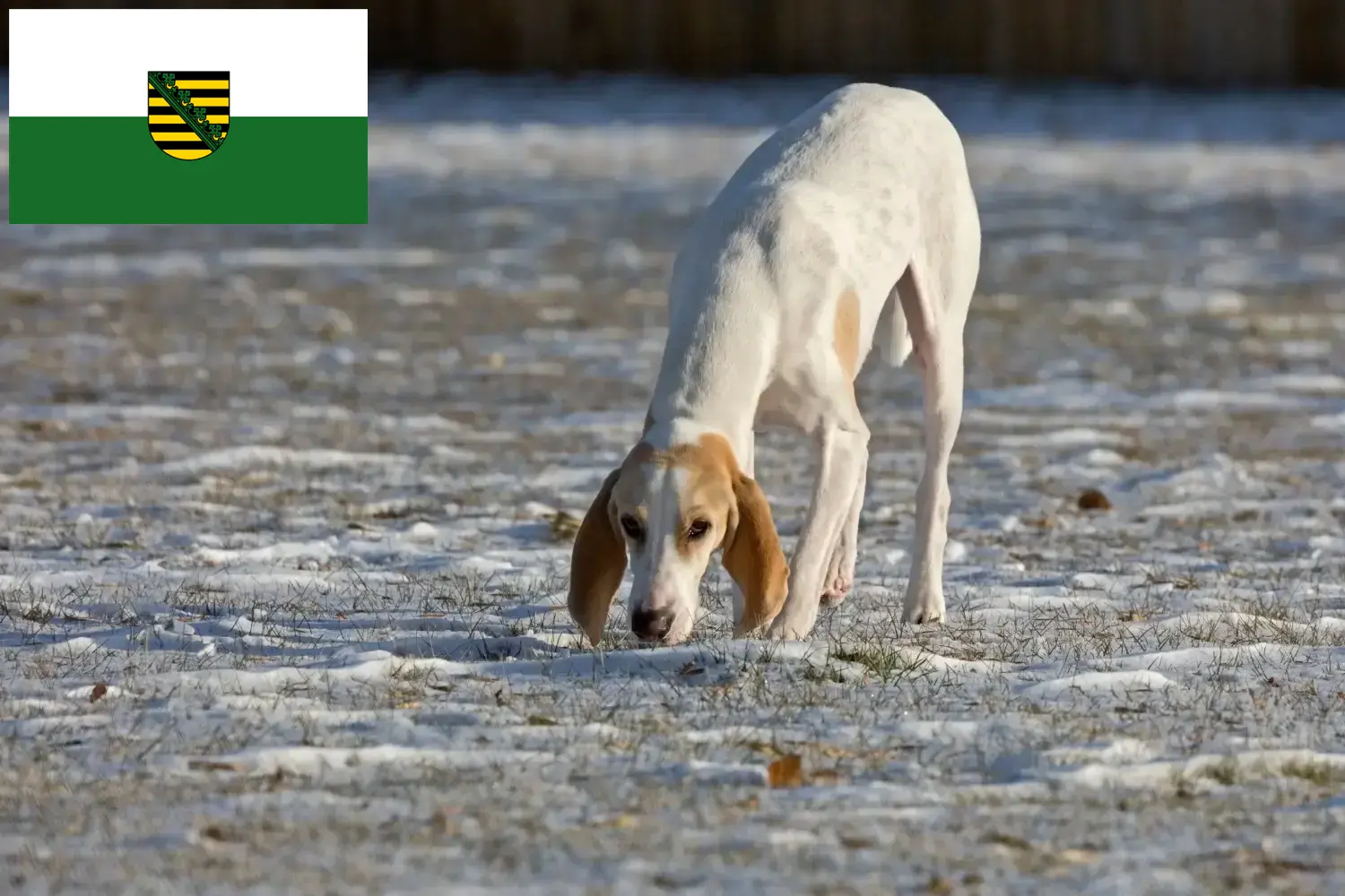 Read more about the article Porcelaine breeders and puppies in Saxony