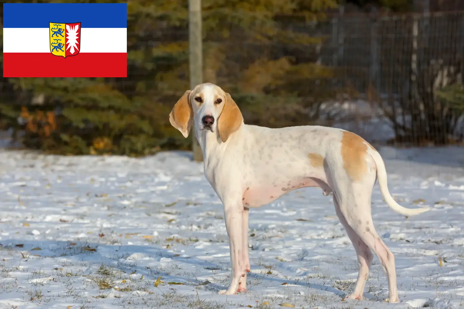 Read more about the article Porcelaine breeders and puppies in Schleswig-Holstein