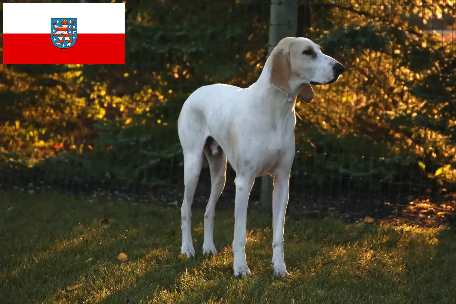 Read more about the article Porcelaine breeders and puppies in Thuringia