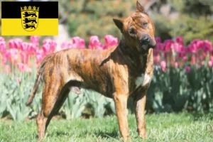 Read more about the article Presa Canario breeders and puppies in Baden-Württemberg