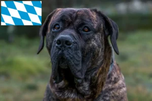 Read more about the article Presa Canario breeders and puppies in Bavaria