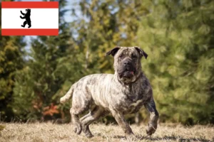 Read more about the article Presa Canario breeders and puppies in Berlin