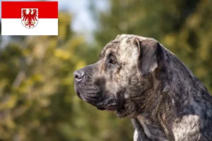 Read more about the article Presa Canario breeders and puppies in Brandenburg