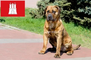 Read more about the article Presa Canario breeders and puppies in Hamburg