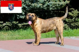 Read more about the article Presa Canario breeders and puppies in Hessen
