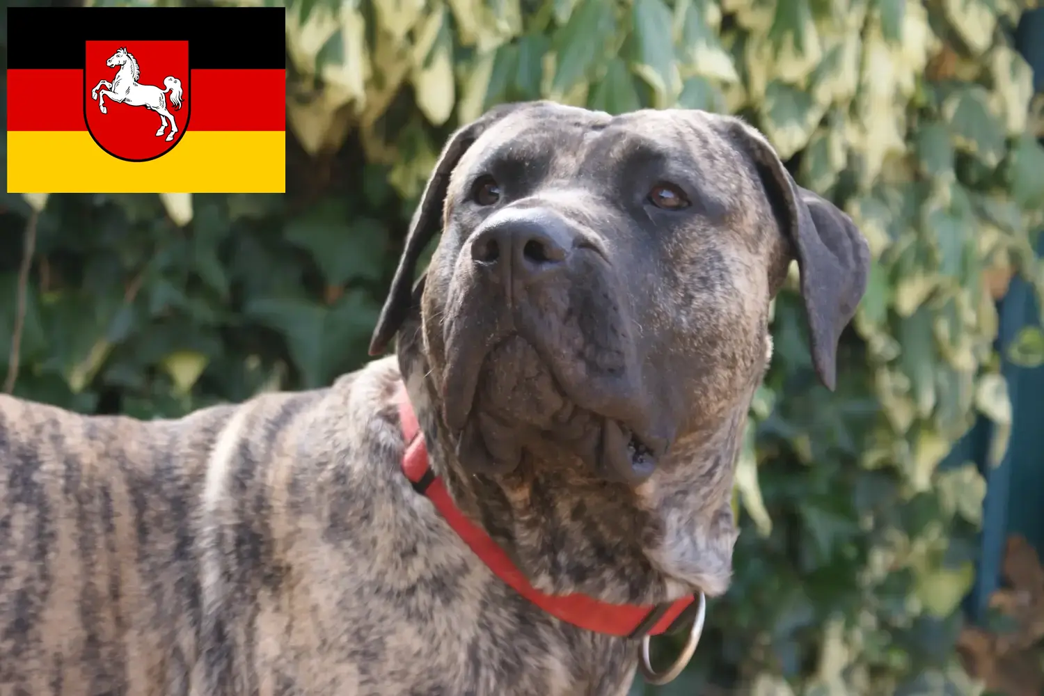 Read more about the article Presa Canario breeders and puppies in Lower Saxony