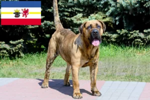 Read more about the article Presa Canario breeders and puppies in Mecklenburg-Vorpommern