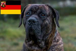 Read more about the article Presa Canario breeders and puppies in Rhineland-Palatinate