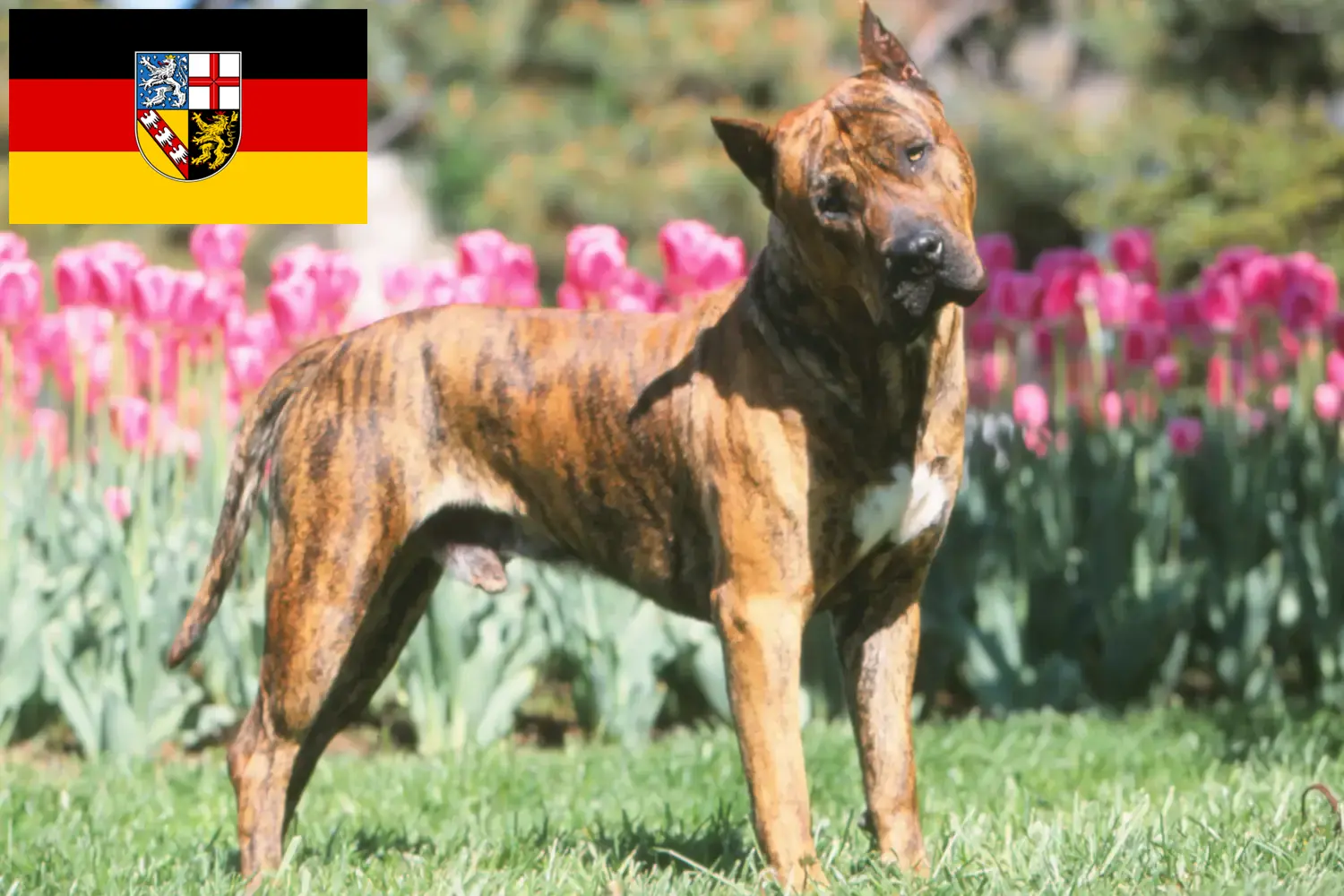 Read more about the article Presa Canario breeders and puppies in Saarland