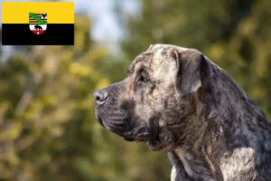 Read more about the article Presa Canario breeders and puppies in Saxony-Anhalt