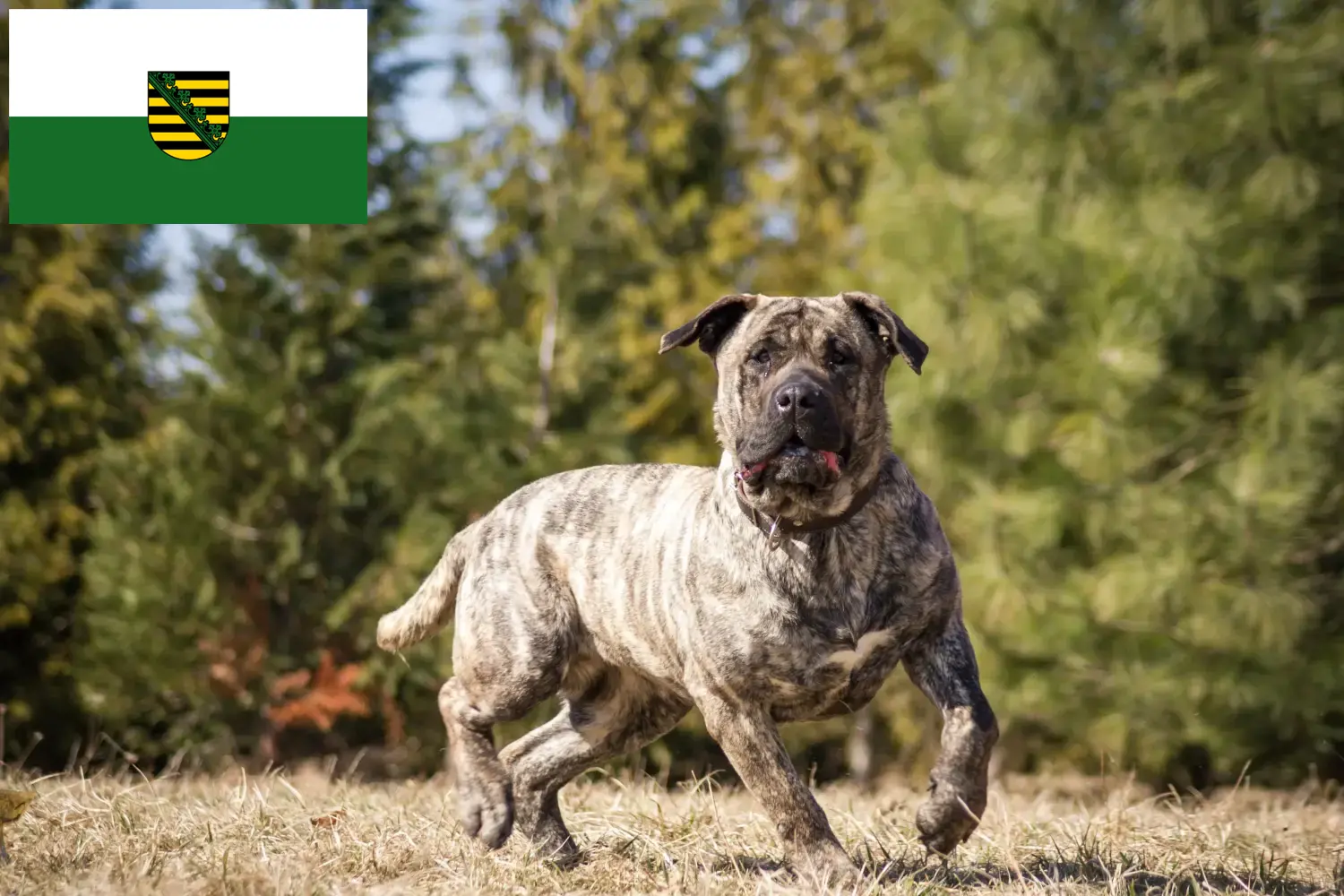 Read more about the article Presa Canario breeders and puppies in Saxony