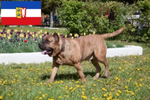 Read more about the article Presa Canario breeders and puppies in Schleswig-Holstein