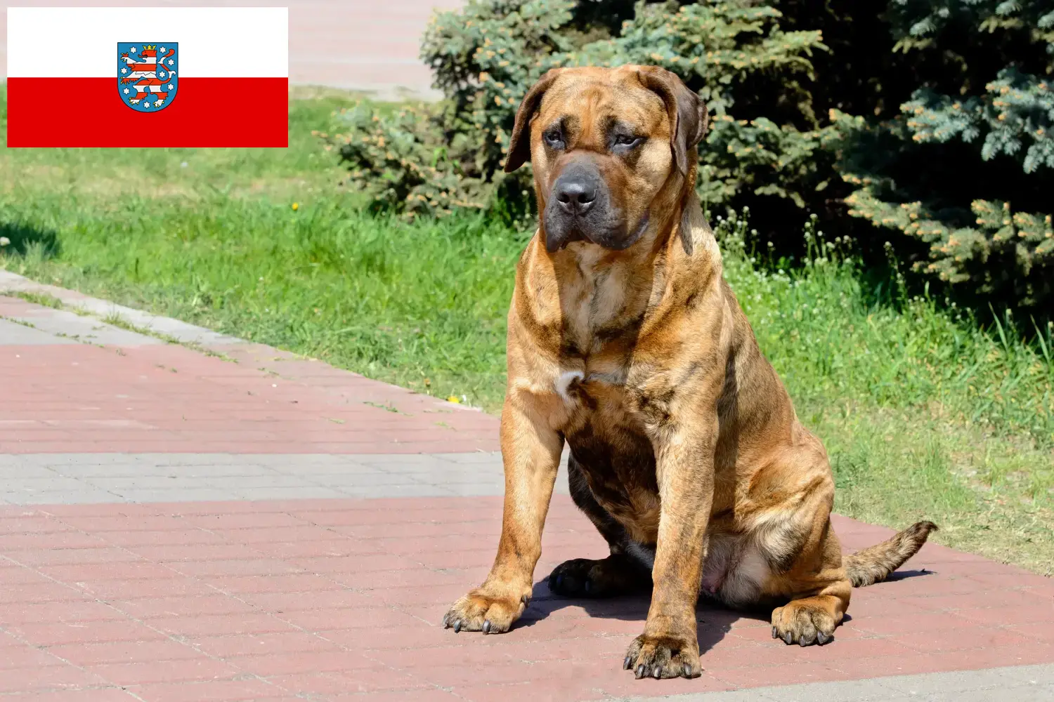 Read more about the article Presa Canario breeders and puppies in Thuringia